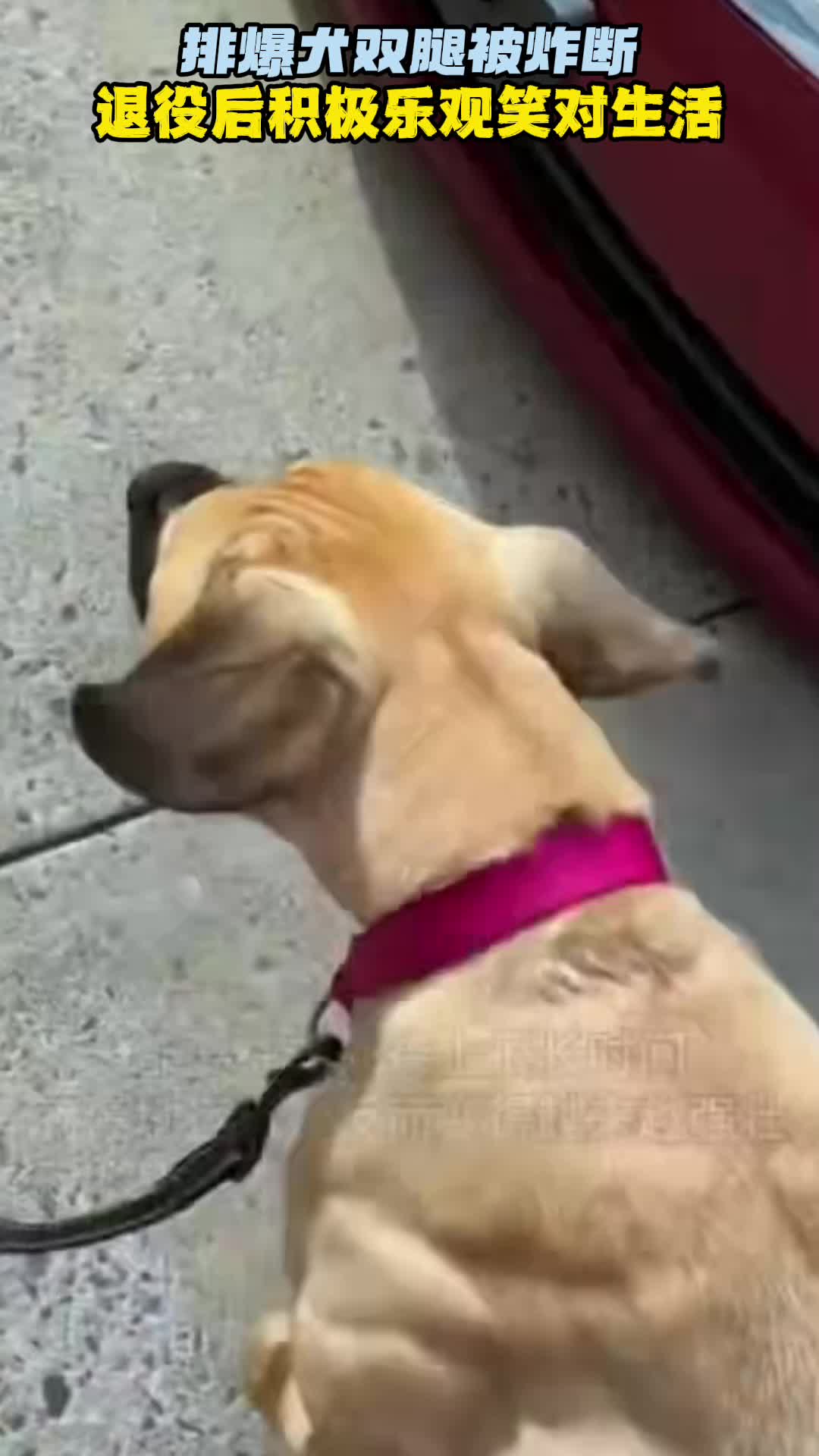 排爆犬双腿被炸断 退役后积极乐观笑对生活