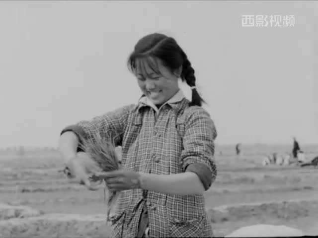 珍贵影像 | 谷雨时节插秧忙 回味60年前农耕场景