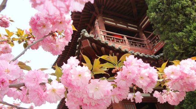 樱花盛开的季节 凝望大雁塔